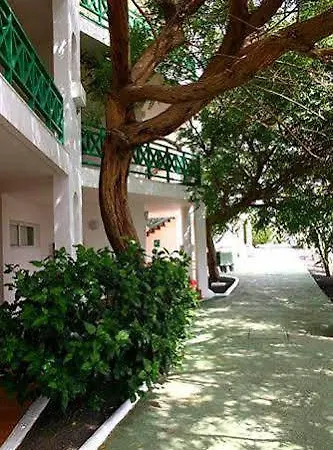 Ficus * 코스타 테기세